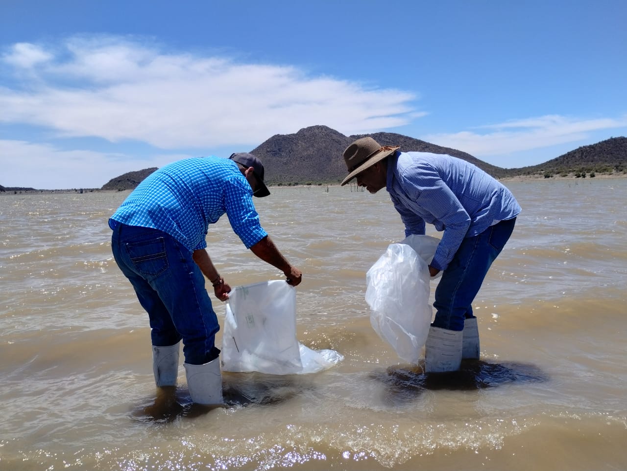 Incentiva el IAES desarrollo económico con repoblamiento de tilapia en “El Molinito”